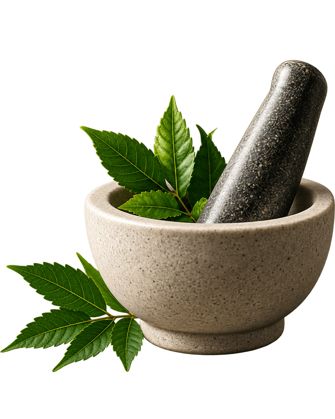 Illustrated mortar and pestle with herbs on a cream background