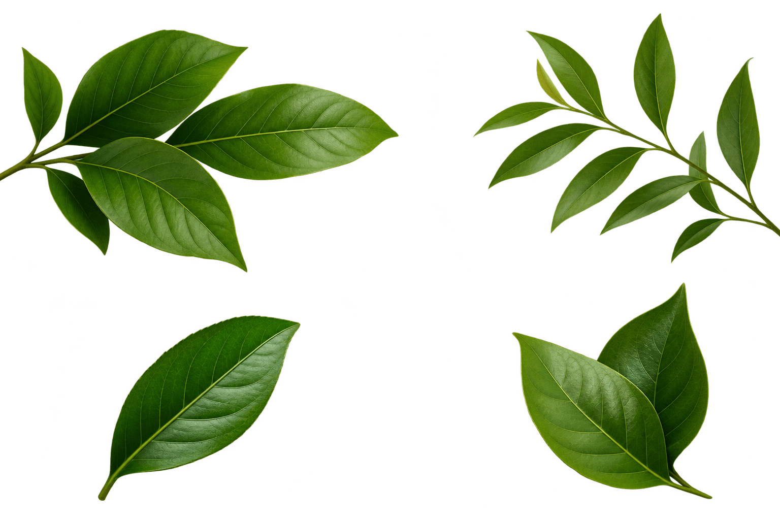 Illustrated leaves with a soft glow on a sage-green background